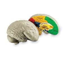 Learning Resources Cross - Section Brain Model