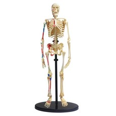Edu-Science Science & Technology 160cm Skeleton with Stand