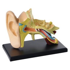 Edu-Science Science & Technology Anatomy Model - Ear