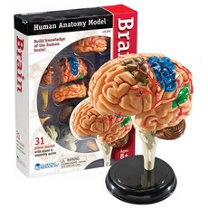 Learning Resources Anatomy Model: Brain