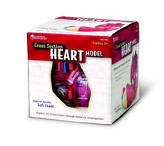 Learning Resources Cross - Section Heart Model