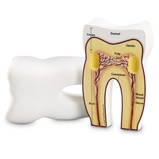 Learning Resources Cross - Section Tooth Model