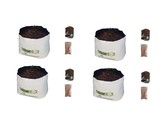 Allparts Acoustic Guitar Boxwood and Mother of Pearl Bridge End Pins - Natural (Set of 6)